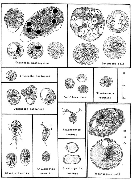 protozoarios.jpg